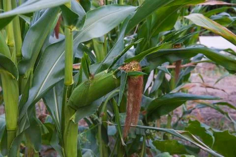Ear of corn on the plant Stock Photos
