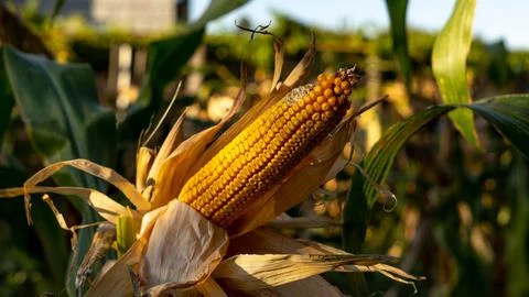 Ear of corn on the plantation Stock Photos