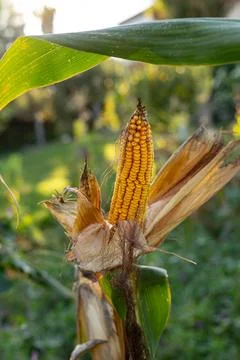 Ear of corn on the plantation Stock Photos