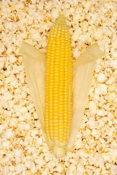 Ear of corn on popcorn background. Stock Photos