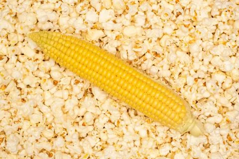 Ear of corn on popcorn background. Stock Photos