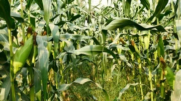 Ear of corn ready for harvest ,corn field,corn farm. Vídeos de archivo 85495043
