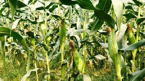 Ear of corn ready for harvest ,corn field,corn farm. Vídeos de archivo 85586262