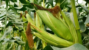 Ear of corn ready for harvest ,corn field,corn farm. Stock Footage 85586264