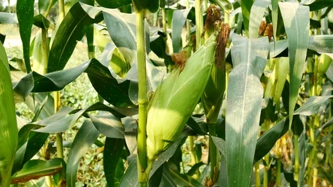 Ear of corn ready for harvest ,corn field,corn farm. Vídeos de archivo 85586283