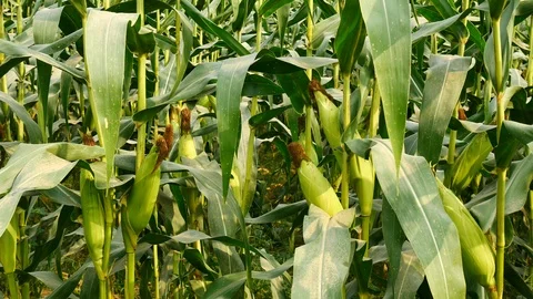Ear of corn ready for harvest ,corn field,corn farm. Vídeos de archivo 85586320
