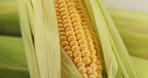 Ear of corn rotate. Corn close up. Super slow motion Stock Footage 157609484
