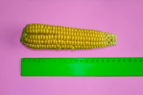 Ear of corn with a ruler on a pink background. Measuring the size of corn. Stock Photos