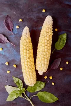 Ear of corn on rustic mlue background Stock Photos