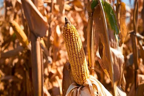 Ear of corn. Seed corn. Varietal corn. Stock Photos