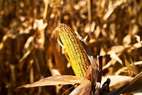 Ear of corn. Seed corn. Varietal corn. Stock Photos