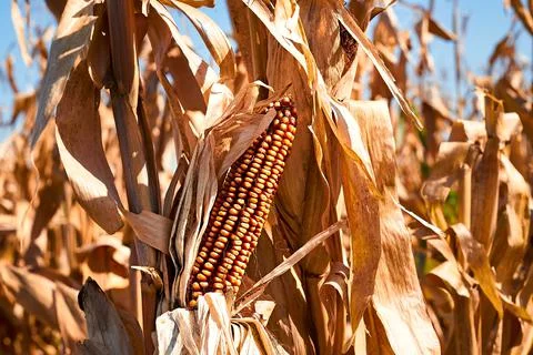 Ear of corn. Seed corn. Varietal corn. Stock Photos