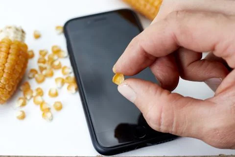 An ear of corn with seeds on a white background and a smartphone, the concept Stock Photos