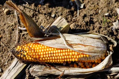 Ear of Corn on Soil Stock Photos