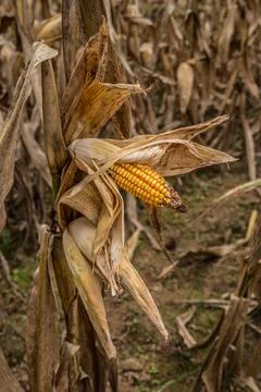 Ear of corn on a stalk Stock Photos