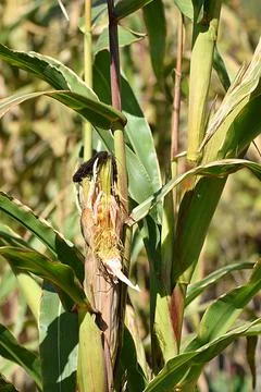Ear of corn on a stalk. Stock Photos