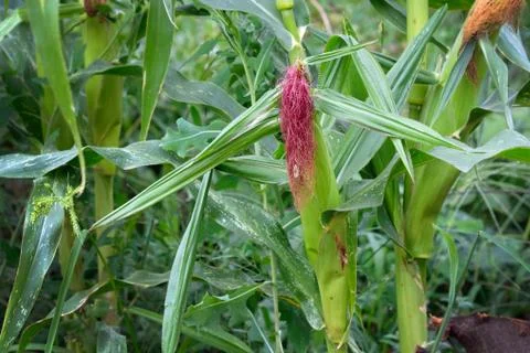Ear of corn with stigmas closeup. Corn on the cob and green leaves in the gar Stock Photos