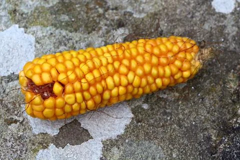 Ear of corn on a stone Stock Photos