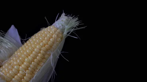 Ear of corn unleafed in 4K. Stock Footage 139228127