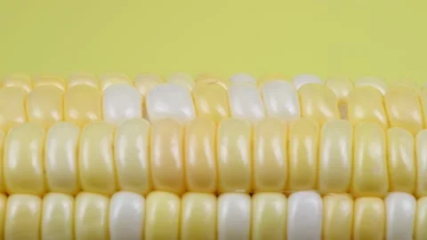 Ear of corn on a yellow background, extreme macro shooting. Stock Footage 162946899