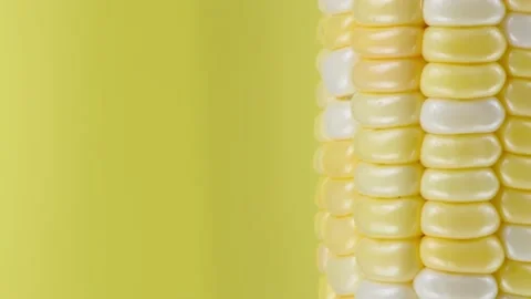 Ear of corn on a yellow background, extreme macro shooting. Stock Footage 162947719