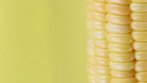 Ear of corn on a yellow background, extreme macro shooting. Stock Footage 162948941
