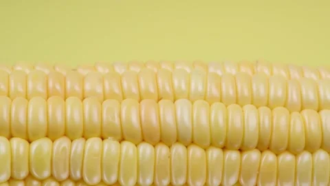 Ear of corn on a yellow background, extreme macro shooting. Stock Footage 162949346