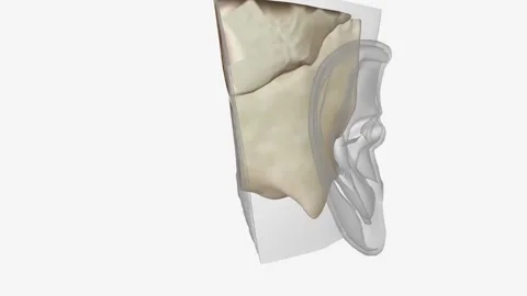 Ear Coronal Cross Section of Bones of head Stock Footage 271036235