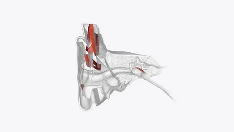 Ear Coronal Cross Section of Muscular system Stock Illustration
