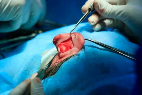 Ear with delayed skin Stockfoto's