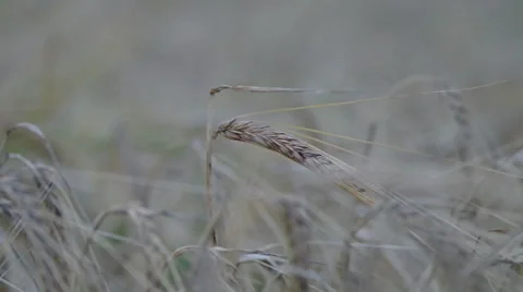 Ear in the field of a mature rye on a wind. Stock Footage 40314953