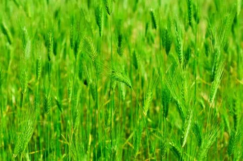 Ear field Foto stock