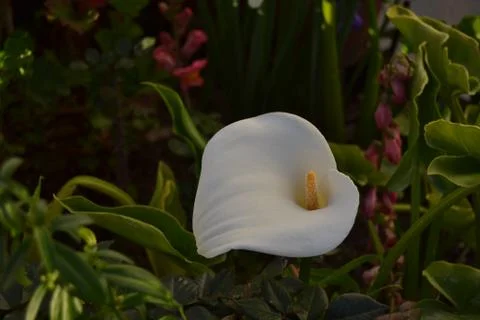 Ear flower Stock Photos
