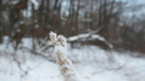 Ear Stock Footage 105111392