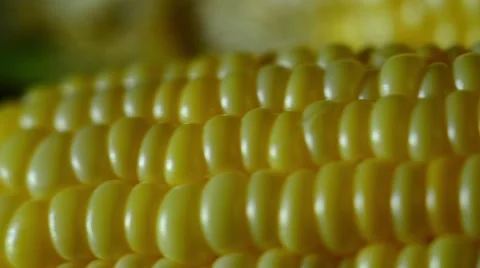 Ear of fresh corn with irregular rows of seeds Видео 59086211