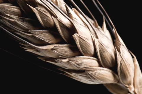 Ear grain on black Stock Photos