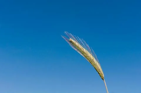 Ear of grain Stock Photos