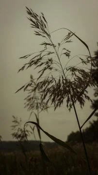 Ear, grass 写真素材