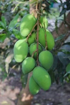 Ear of green colored mango fruit hanging from a big mango tree in the wild na Stock Photos