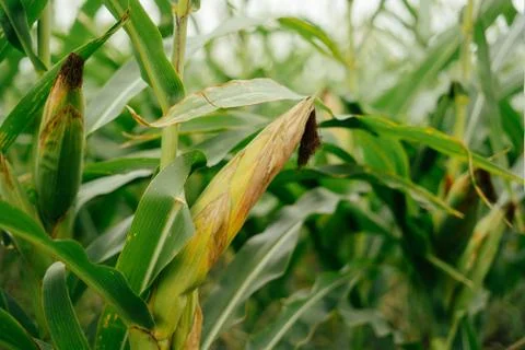 Ear of green corn in the field Stock Photos