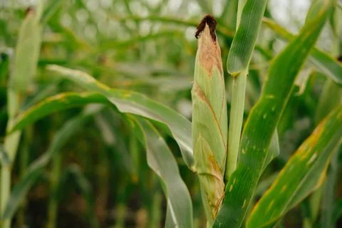 Ear of green corn in the field Stock Photos