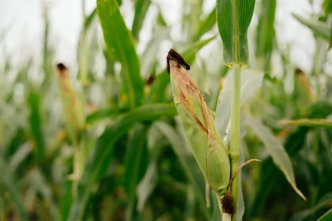 Ear of green corn in the field Stock Photos