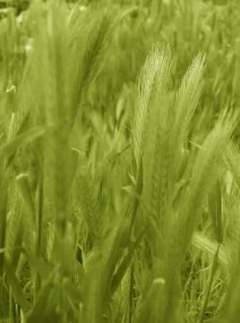 Ear of green wheat Foto stock