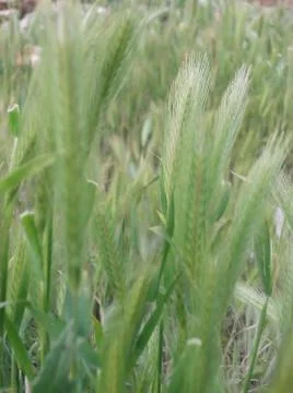 Ear of green wheat Stock Photos