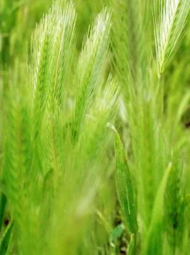 Ear of green wheat Stock Photos