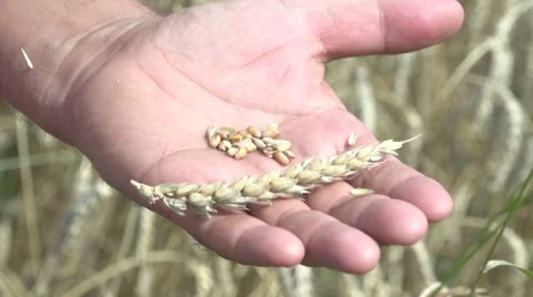 Ear in the hands of the farmer Video stock 61126531