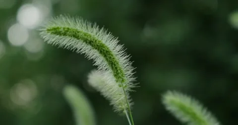 Ear of a herbaceous plant Stock Footage 140236417