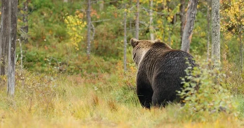 Ear hidden in yellow forest. Autumn trees with bear. Stock Footage 85952184