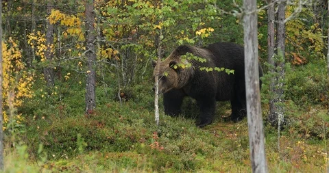 Ear hidden in yellow forest. Autumn trees with bear. Vídeos de archivo 85992464