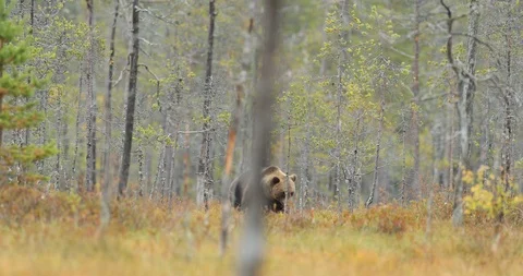 Ear hidden in yellow forest. Autumn trees with bear. Stock Footage 86011450